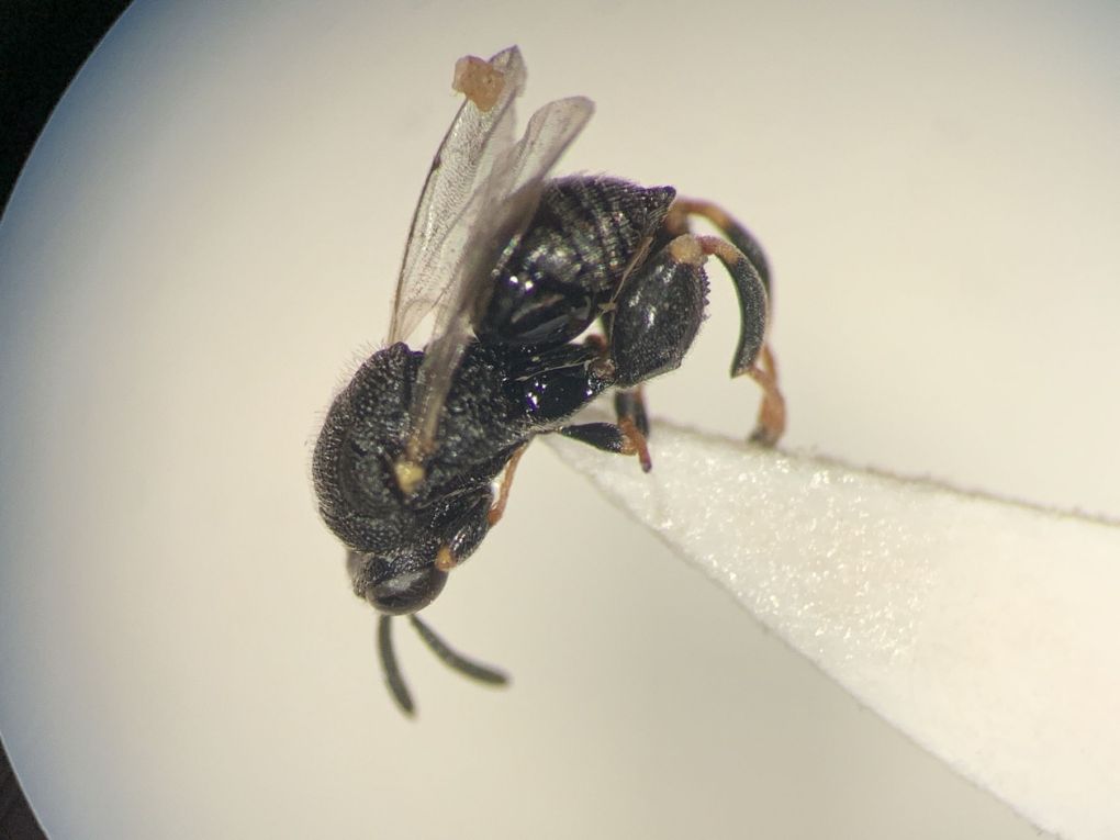 Imenotteri svernanti in galle: Brachymeria sp. (Chalcididoidea) e Hylaeus sp. (Apidae)